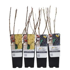 Johannisbeeren 'Weiß/Schwarz', 4er-Set, Topf Je 2 Liter -Pflanzen Geschäft 0480850431 Johannisbeeren Set WEISSSCHWARZ 4er Set Co 2 lt WEB 2 89594