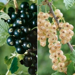 Johannisbeeren 'Weiß/Schwarz', 4er-Set, Topf Je 2 Liter