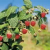 Herbsthimbeeren, 'Blissy® Autumn Bliss', 4er-Set, Topf Je 2 Liter -Pflanzen Geschäft 0480900181 Herbst Himbeere Autumn Bliss 4er Set Co1 69313