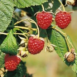Herbsthimbeeren, 'Blissy® Autumn Bliss', 4er-Set, Topf Je 2 Liter -Pflanzen Geschäft 0480900181 Herbst Himbeere Autumn Bliss 4er Set Co2 69729