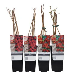 Herbsthimbeeren, Blissy® Autumn Bliss + Zefa 3, 4er-Set, Topf Je 2 Liter -Pflanzen Geschäft 0480900186 Herbst Himbeeren Autumn BlissZefa 3 Co 2 lt WEB 4 89610