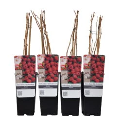 Herbsthimbeeren 'Zefa 3', 4er-Set, Topf Je 2 Liter -Pflanzen Geschäft 0480900201 Herbsthimbeere Zefa 3 4er Set Co 2 lt WEB 3 89620