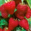 Herbsthimbeeren 'Zefa 3', 4er-Set, Topf Je 2 Liter -Pflanzen Geschäft 0480900201 Herbsthimbeere Zefa 3 4er Set1 76446