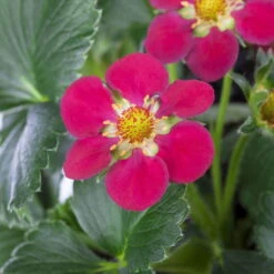 Erdbeere 'Fragoo® Toscana', Frühreif & öftertragend, Ampeltopf-Ø 27 Cm 9 Erdbeere 'Fragoo® Toscana', Frühreif & öftertragend, Ampeltopf-Ø 27 Cm -Pflanzen Geschäft 0480910279 Toscana Erdbeerampel 27er Topf 2 111241