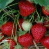 6er-Set Hummi® Erdbeere, Fragaria X Ananassa 'Rimona', Topf-Ø 9 Cm -Pflanzen Geschäft 0480910397 Hummi Rimona 6er 1 78172