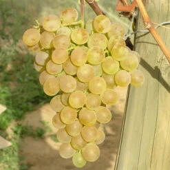 Tafeltraube 'Fanny®' -Pflanzen Geschäft 0480930125 Koelles Beste Tafeltraube Fanny weiss RGB 7007