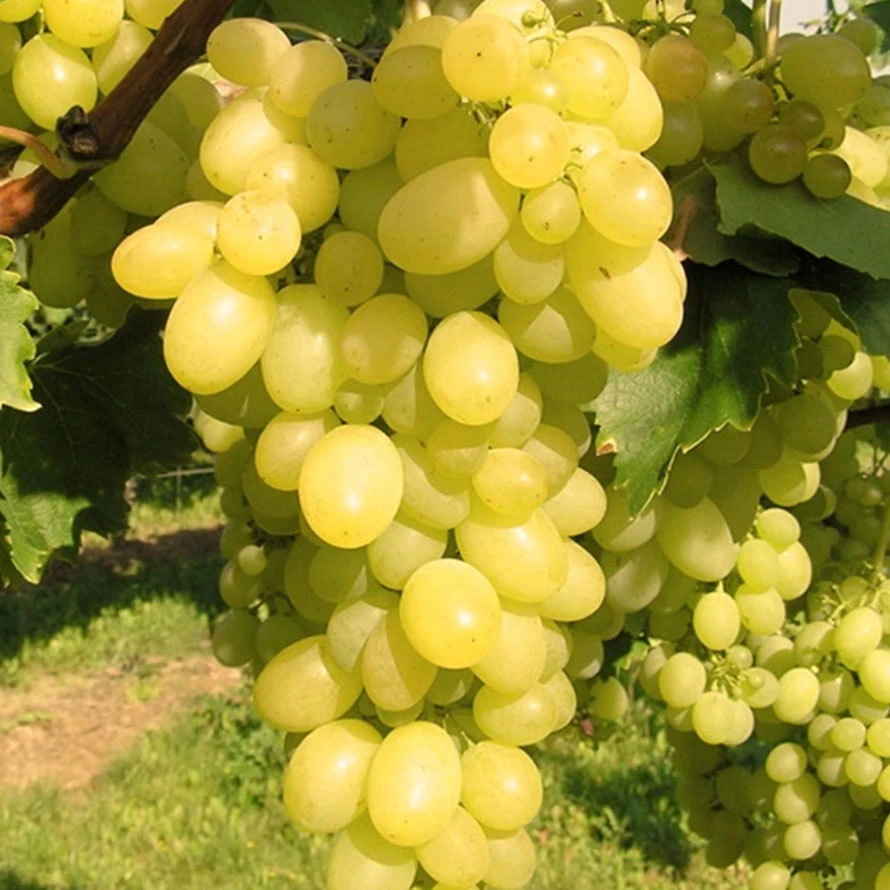 Kernlose Tafeltraube 'Carina' 3 Kernlose Tafeltraube 'Carina'