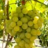 Kernarme Tafeltraube 'Frumosa Alba'®