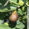 Feige 'Bornholm', Busch, Topf 5 Liter -Pflanzen Geschäft 0480940140 Ficus Bornholm Bornholms Diamant Feige Busch 105180