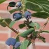 Sibirische Blaubeere, Lonicera Kamtschatika 'Blue Velvet'®, Blüte Weiß, Früchte Dunkelblau, Topf 5 L 1 Sibirische Blaubeere, Lonicera Kamtschatika 'Blue Velvet'®, Blüte Weiß, Früchte Dunkelblau, Topf 5 L -Pflanzen Geschäft 0480950353 Lonicera kamtschatika Blue Velvet sib Blaubeere 75421