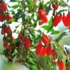 Goji-Beere, Lycium Barbarum, Höhe 60-80 Cm, Topf 5 Liter -Pflanzen Geschäft 0480950422 KB Lycium barbarum Goji Beere 100873