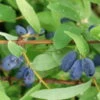 4er-Set Sibirische Blaubeere MyBerry® 'Sweet' (Lonicera Kamtschatica), Höhe 25-30 Cm, Im 3 Liter Topf -Pflanzen Geschäft 0480950633 Lonicera kamt MyBerry Sweet 4erSet sib Blaubeere 025 030 Co 3lt 1 62592
