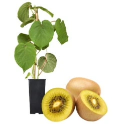 Gelbfruchtige Kiwi 'Golden Kiwi', 2er-Set, Topf 15 Cm Ø -Pflanzen Geschäft 0480960140 Golden Kiwi Set inkl Befruchtersorte neu 88604