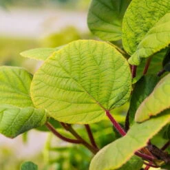 Grünfruchtige Kiwi 'Hayward', 2er-Set, Topf 15 Cm Ø 13 Grünfruchtige Kiwi 'Hayward', 2er-Set, Topf 15 Cm Ø -Pflanzen Geschäft 0480960141 0480960142 Hayward 87665