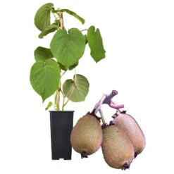 Grünfruchtige Kiwi 'Hayward', 2er-Set, Topf 15 Cm Ø 11 Grünfruchtige Kiwi 'Hayward', 2er-Set, Topf 15 Cm Ø -Pflanzen Geschäft 0480960141 Kiwi Hayward Set inkl Befruchtersorte neu 88605