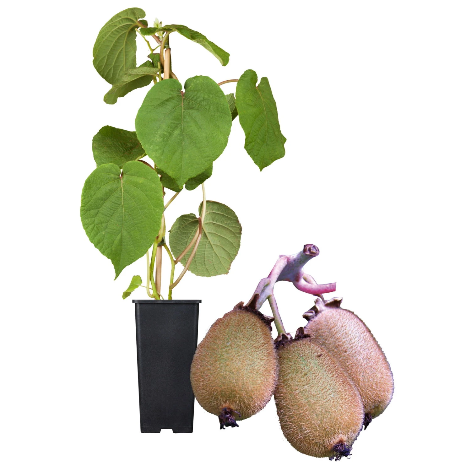 Grünfruchtige Kiwi 'Hayward', 2er-Set, Topf 15 Cm Ø 5 Grünfruchtige Kiwi 'Hayward', 2er-Set, Topf 15 Cm Ø – Bild 3