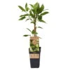 Weibliche Minikiwi 'Geneva', 2er-Set, Topf 15 Cm Ø -Pflanzen Geschäft 0480960152 Actinidia arguta Geneva 2er Set Kiwi weibl 030040 15er Topf WEB 98300