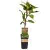 Männliche Kiwi 'Atlas', Topf-Ø 15 Cm, 2er-Set -Pflanzen Geschäft 0480960156 Actinidia chin Atlas 2er Set Kiwi maennl 030040 15er Topf WEB 98304