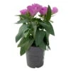 Lisianthus Rosa, Topf-Ø 10,5 Cm, 8er-Set -Pflanzen Geschäft 0610103641 0610103643 Lisianthus rosa 6er Set 1 111937