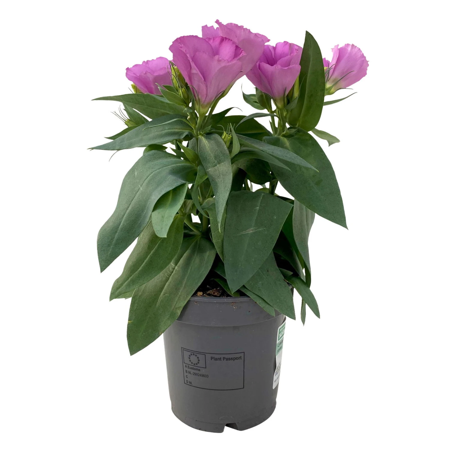 Lisianthus Rosa, Topf-Ø 10,5 Cm, 8er-Set 3 Lisianthus Rosa, Topf-Ø 10,5 Cm, 8er-Set