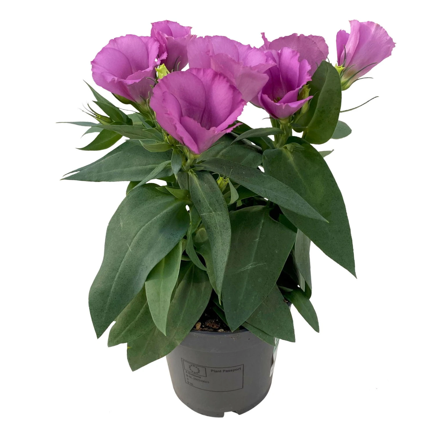 Lisianthus Rosa, Topf-Ø 10,5 Cm, 8er-Set 4 Lisianthus Rosa, Topf-Ø 10,5 Cm, 8er-Set – Bild 2
