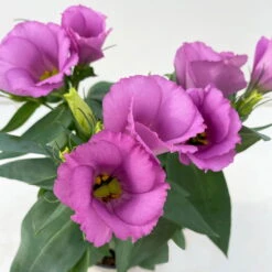 Lisianthus Rosa, Topf-Ø 10,5 Cm, 8er-Set 16 Lisianthus Rosa, Topf-Ø 10,5 Cm, 8er-Set -Pflanzen Geschäft 0610103641 0610103643 Lisianthus rosa 6er Set 3 111924
