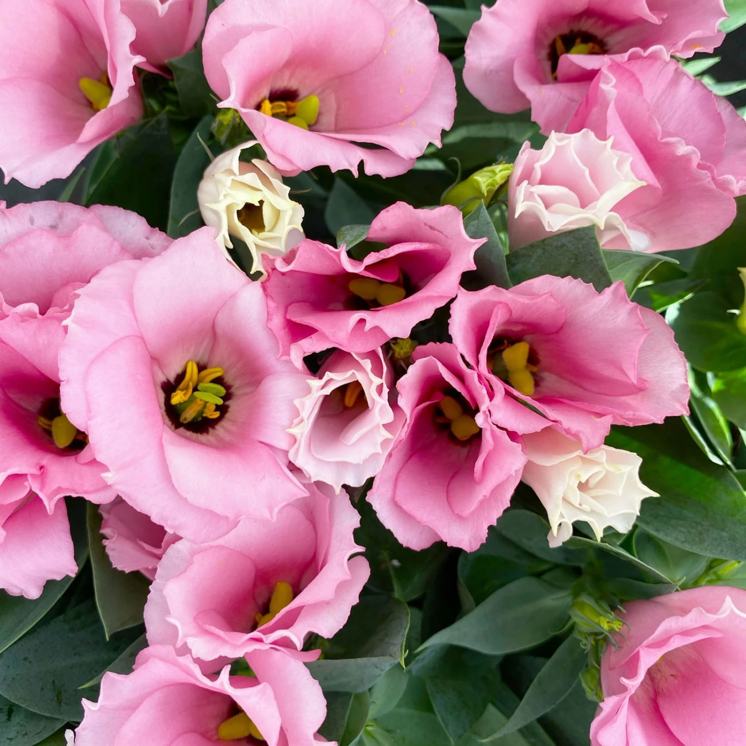 Lisianthus Rosa, Topf-Ø 10,5 Cm, 8er-Set 10 Lisianthus Rosa, Topf-Ø 10,5 Cm, 8er-Set – Bild 8