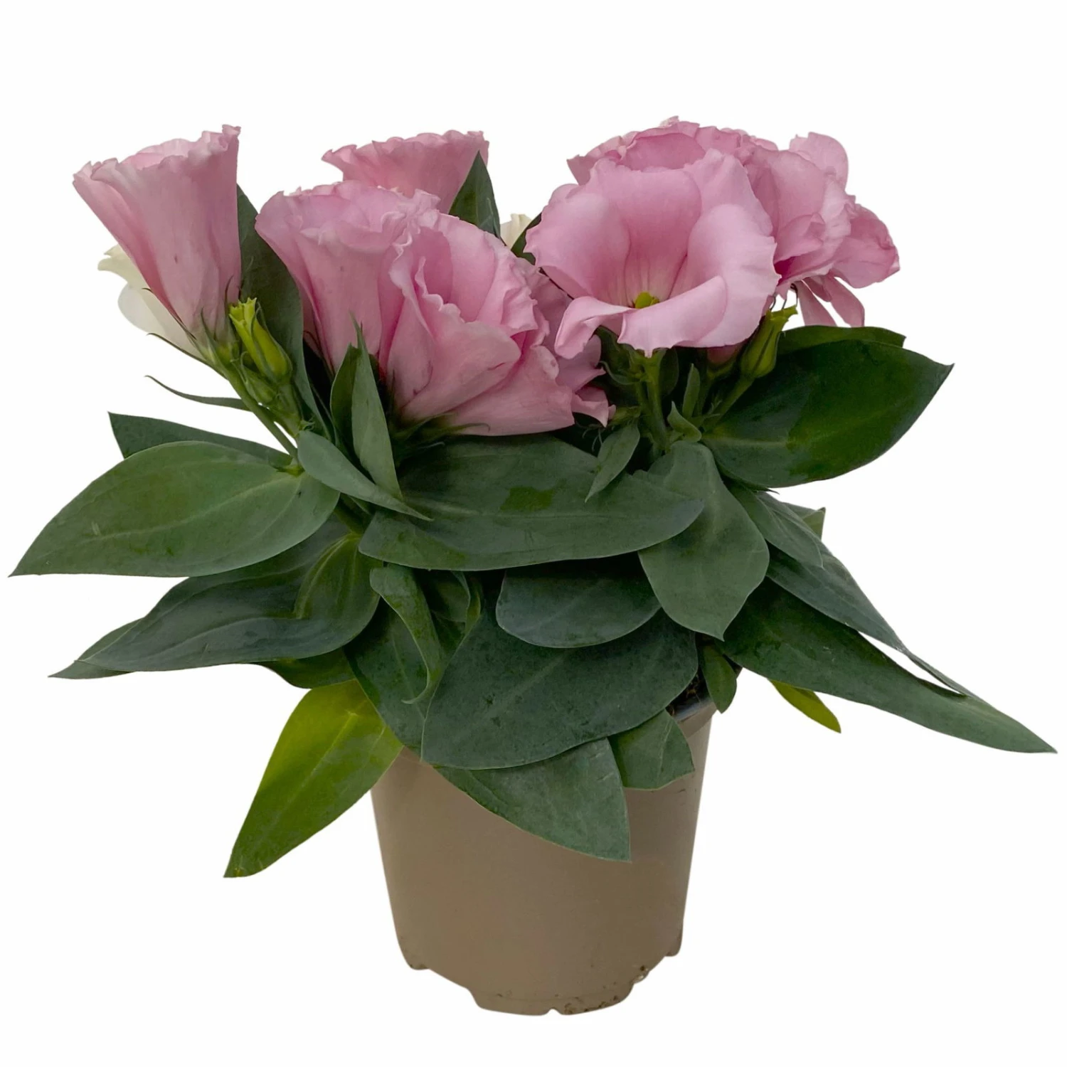 Lisianthus Rosa, Topf-Ø 10,5 Cm, 8er-Set 8 Lisianthus Rosa, Topf-Ø 10,5 Cm, 8er-Set – Bild 6