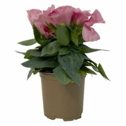 Lisianthus Rosa, Topf-Ø 10,5 Cm, 8er-Set 17 Lisianthus Rosa, Topf-Ø 10,5 Cm, 8er-Set -Pflanzen Geschäft 0610103643 Lisianthus rosa 8er Set 3 114075