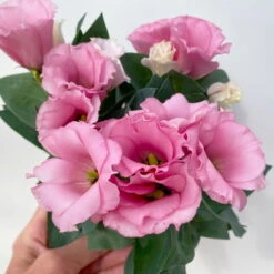 Lisianthus Rosa, Topf-Ø 10,5 Cm, 8er-Set 21 Lisianthus Rosa, Topf-Ø 10,5 Cm, 8er-Set -Pflanzen Geschäft 0610103643 Lisianthus rosa 8er Set 7 114021