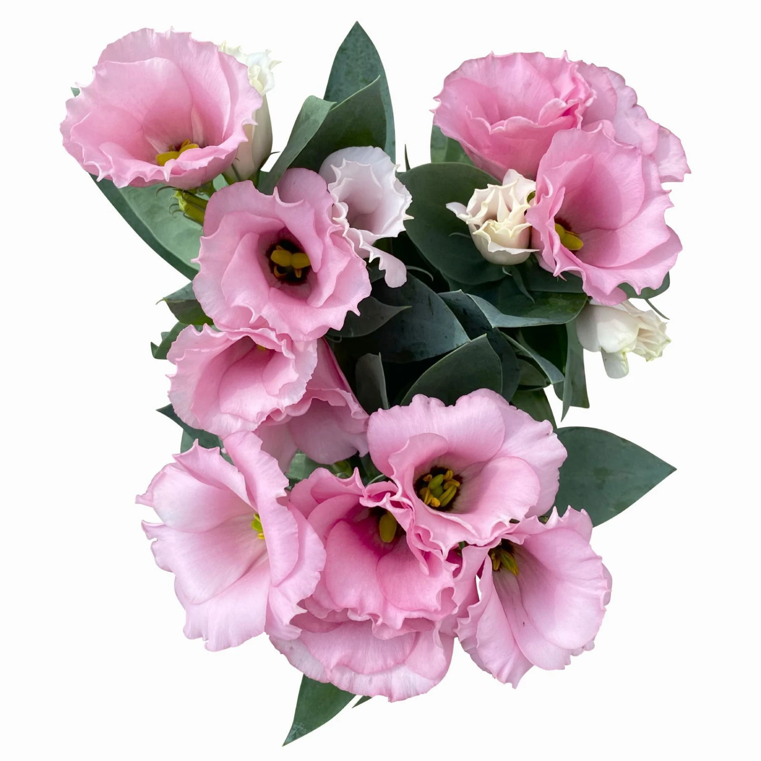 Lisianthus Rosa, Topf-Ø 10,5 Cm, 8er-Set 9 Lisianthus Rosa, Topf-Ø 10,5 Cm, 8er-Set – Bild 7