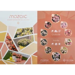 Kalanchoe 'Mozaic', Wechselfarbig, Topf-Ø 12 Cm, Höhe Ca. 22 Cm, 6er-Set -Pflanzen Geschäft 0610103650 Outdoor Kalanchoe Mozaic wechselfarbig 6er Set 12 113797