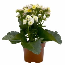 Kalanchoe 'Mozaic', Wechselfarbig, Topf-Ø 12 Cm, Höhe Ca. 22 Cm, 6er-Set -Pflanzen Geschäft 0610103650 Outdoor Kalanchoe Mozaic wechselfarbig 6er Set 2 113821
