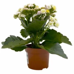 Kalanchoe 'Mozaic', Wechselfarbig, Topf-Ø 12 Cm, Höhe Ca. 22 Cm, 6er-Set -Pflanzen Geschäft 0610103650 Outdoor Kalanchoe Mozaic wechselfarbig 6er Set 3 113822