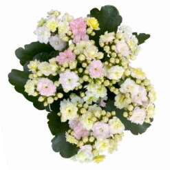 Kalanchoe 'Mozaic', Wechselfarbig, Topf-Ø 12 Cm, Höhe Ca. 22 Cm, 6er-Set -Pflanzen Geschäft 0610103650 Outdoor Kalanchoe Mozaic wechselfarbig 6er Set 8 113824