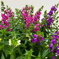 Angelonia 'Trio' Rosa-weiß-lila/blau, Topf-Ø 15 Cm, 3er-Set -Pflanzen Geschäft 0610103733 Angelonia trio T15 3er Set 12 125836