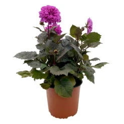 Dahlie 'Hypnotica' Farben Zufällig, Dunkellaubig, Topf-Ø 19 Cm, 2er-Set -Pflanzen Geschäft 0610140125 Dahlia Hybriden Hypnotica in Farben dunkellaubig 2er Set 10 110330