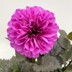 Dahlie 'Hypnotica' Farben Zufällig, Dunkellaubig, Topf-Ø 19 Cm, 2er-Set -Pflanzen Geschäft 0610140125 Dahlia Hybriden Hypnotica in Farben dunkellaubig 2er Set 11 110165