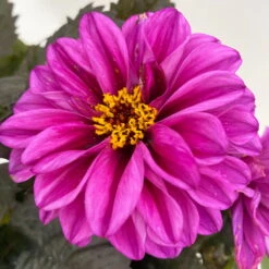 Dahlie 'Hypnotica' Farben Zufällig, Dunkellaubig, Topf-Ø 19 Cm, 2er-Set -Pflanzen Geschäft 0610140125 Dahlia Hybriden Hypnotica in Farben dunkellaubig 2er Set 12 110166