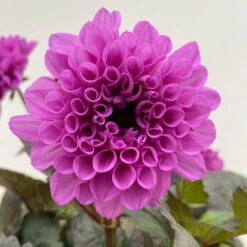 Dahlie 'Hypnotica' Farben Zufällig, Dunkellaubig, Topf-Ø 19 Cm, 2er-Set -Pflanzen Geschäft 0610140125 Dahlia Hybriden Hypnotica in Farben dunkellaubig 2er Set 14 110167