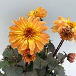 Dahlie 'Hypnotica' Farben Zufällig, Dunkellaubig, Topf-Ø 19 Cm, 2er-Set -Pflanzen Geschäft 0610140125 Dahlia Hybriden Hypnotica in Farben dunkellaubig 2er Set 3 110162