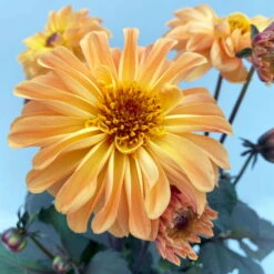 Dahlie 'Hypnotica' Farben Zufällig, Dunkellaubig, Topf-Ø 19 Cm, 2er-Set -Pflanzen Geschäft 0610140125 Dahlia Hybriden Hypnotica in Farben dunkellaubig 2er Set 5 110163