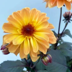 Dahlie 'Hypnotica' Farben Zufällig, Dunkellaubig, Topf-Ø 19 Cm, 2er-Set -Pflanzen Geschäft 0610140125 Dahlia Hybriden Hypnotica in Farben dunkellaubig 2er Set 6 110164