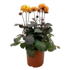 Dahlie 'Hypnotica' Farben Zufällig, Dunkellaubig, Topf-Ø 19 Cm, 2er-Set -Pflanzen Geschäft 0610140125 Dahlia Hybriden Hypnotica in Farben dunkellaubig 2er Set 7 110328