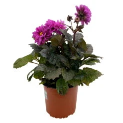 Dahlie 'Hypnotica' Farben Zufällig, Dunkellaubig, Topf-Ø 19 Cm, 2er-Set -Pflanzen Geschäft 0610140125 Dahlia Hybriden Hypnotica in Farben dunkellaubig 2er Set 9 110331