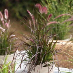 Rotes Lampenputzergras 'Rubrum', Topf-Ø 12 Cm, 3er-Set -Pflanzen Geschäft 0610180224 0610180228 Pennisetum advena Rubrum Set 3 89738