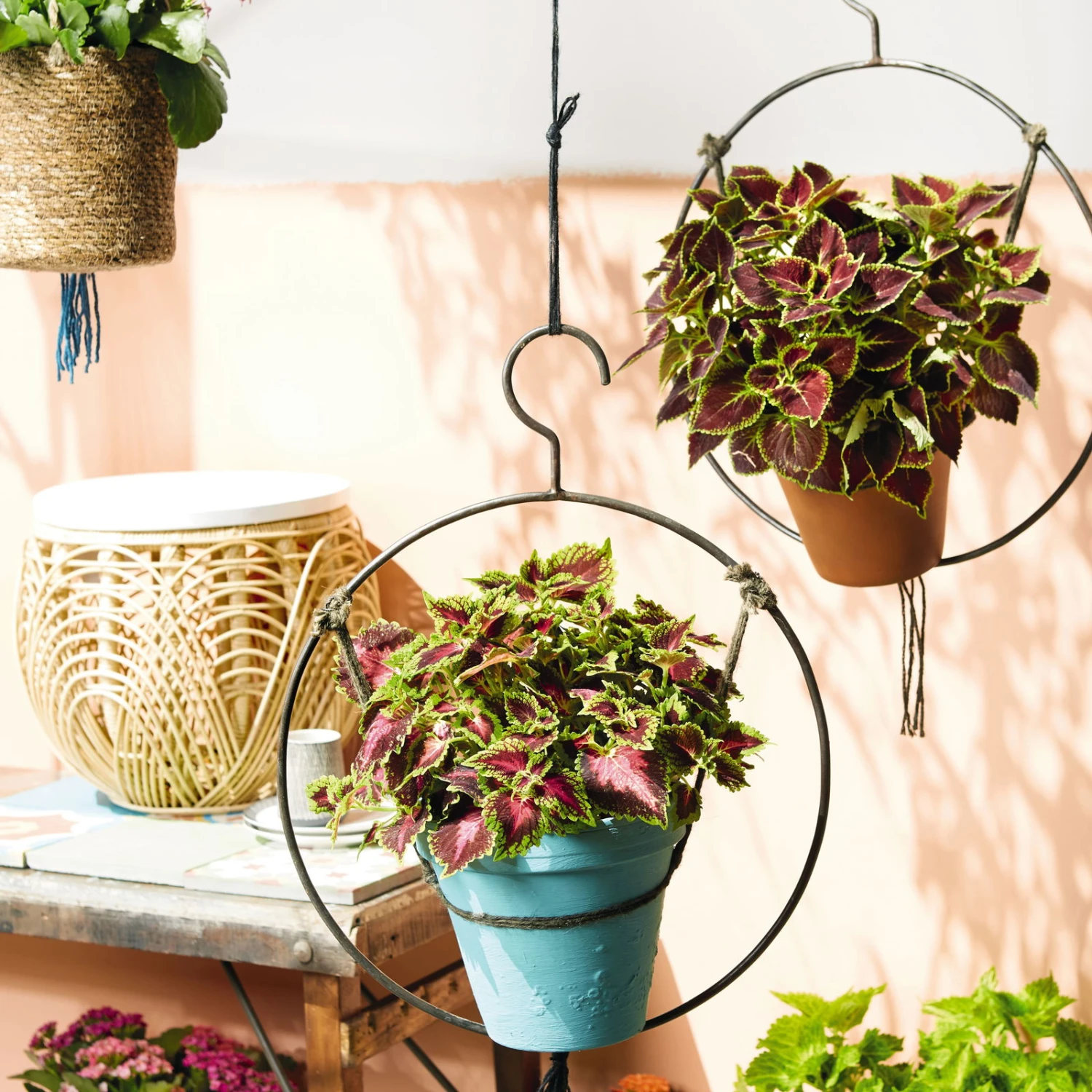 Buntnessel 'Ruby Road' Dunkelviolett-pink-grün, Topf-Ø 12 Cm, 6er-Set 7 Buntnessel 'Ruby Road' Dunkelviolett-pink-grün, Topf-Ø 12 Cm, 6er-Set – Bild 5