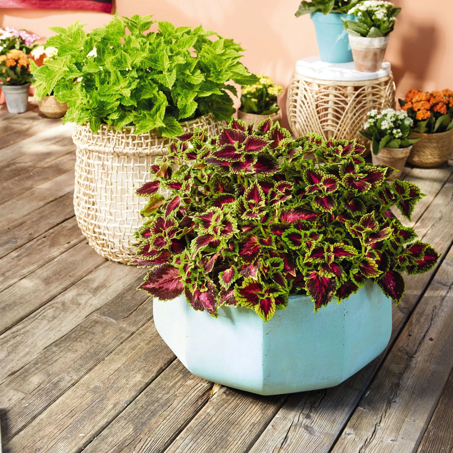 Buntnessel 'Ruby Road' Dunkelviolett-pink-grün, Topf-Ø 12 Cm, 6er-Set 6 Buntnessel 'Ruby Road' Dunkelviolett-pink-grün, Topf-Ø 12 Cm, 6er-Set – Bild 4