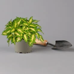 Buntnessel 'Palisade' Hellgrün-gelb, Topf -Ø 12 Cm, 6er-Set -Pflanzen Geschäft 0610180340 coleus palisade 1 124145