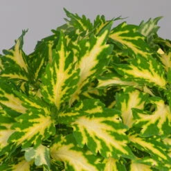 Buntnessel 'Palisade' Hellgrün-gelb, Topf -Ø 12 Cm, 6er-Set -Pflanzen Geschäft 0610180340 coleus palisade 3 124144